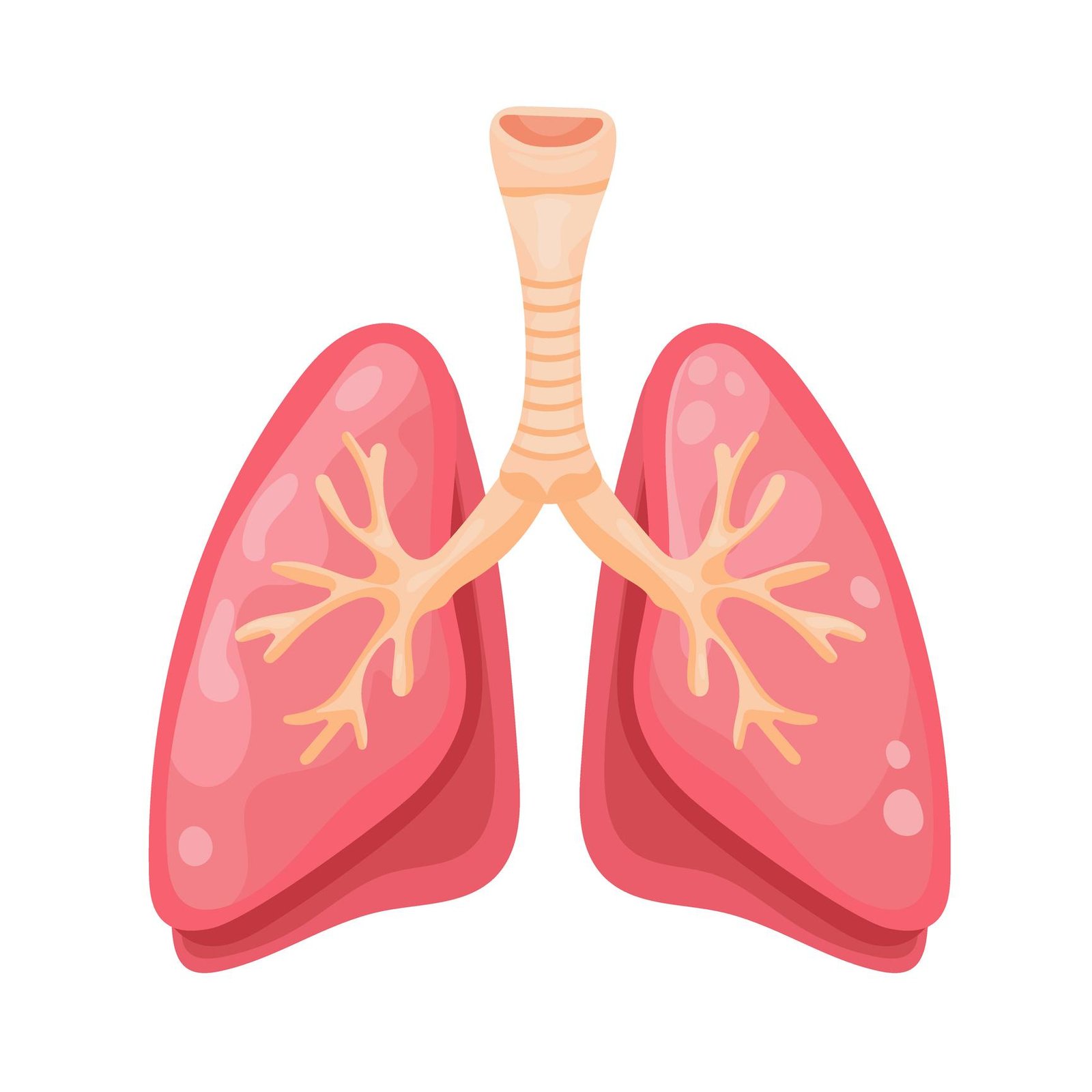 Healthy lungs illustration representing respiratory wellness